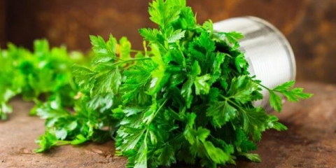 Prednosti peršuna za mršavljenje: odvar, infuzija, čaj, tinktura